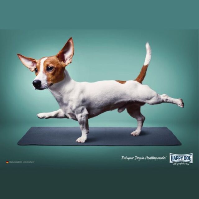 This ad knows the way to our hearts 🐶 Using dogs in advertising is a surefire way to capture people's attention and make them feel good. Dogs are universally loved and seeing them in an ad triggers positive emotions that can make a brand more memorable.
Advertising Agency: Mojo creative studio, Dubai, United Arab Emirates
Artwork: Ramy Mohamed
Copywriter: Amel Eid